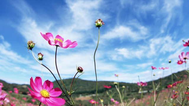 保険は目的別に使い分けできる